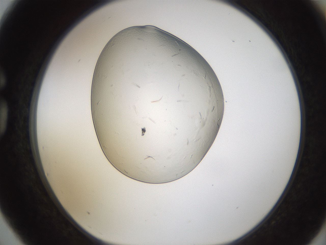 folderID293_plateID1293_batchID4282_wellNum75_profileID1_d1_r77802_ef.jpg