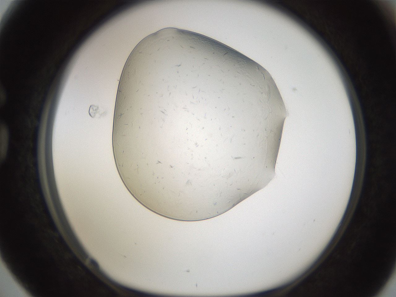 folderID293_plateID1293_batchID4282_wellNum76_profileID1_d1_r77803_ef.jpg