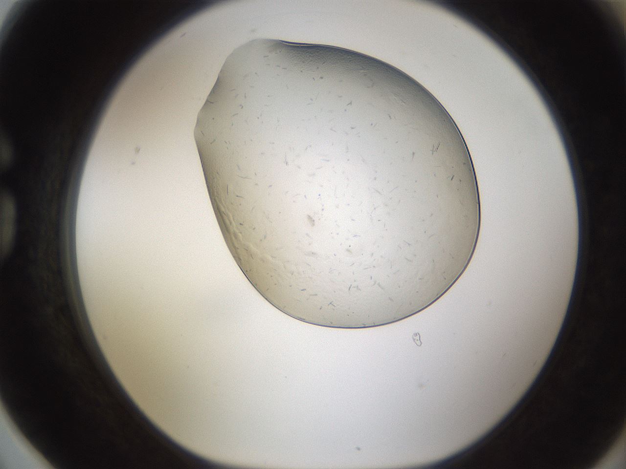 folderID293_plateID1293_batchID4282_wellNum78_profileID1_d1_r77805_ef.jpg