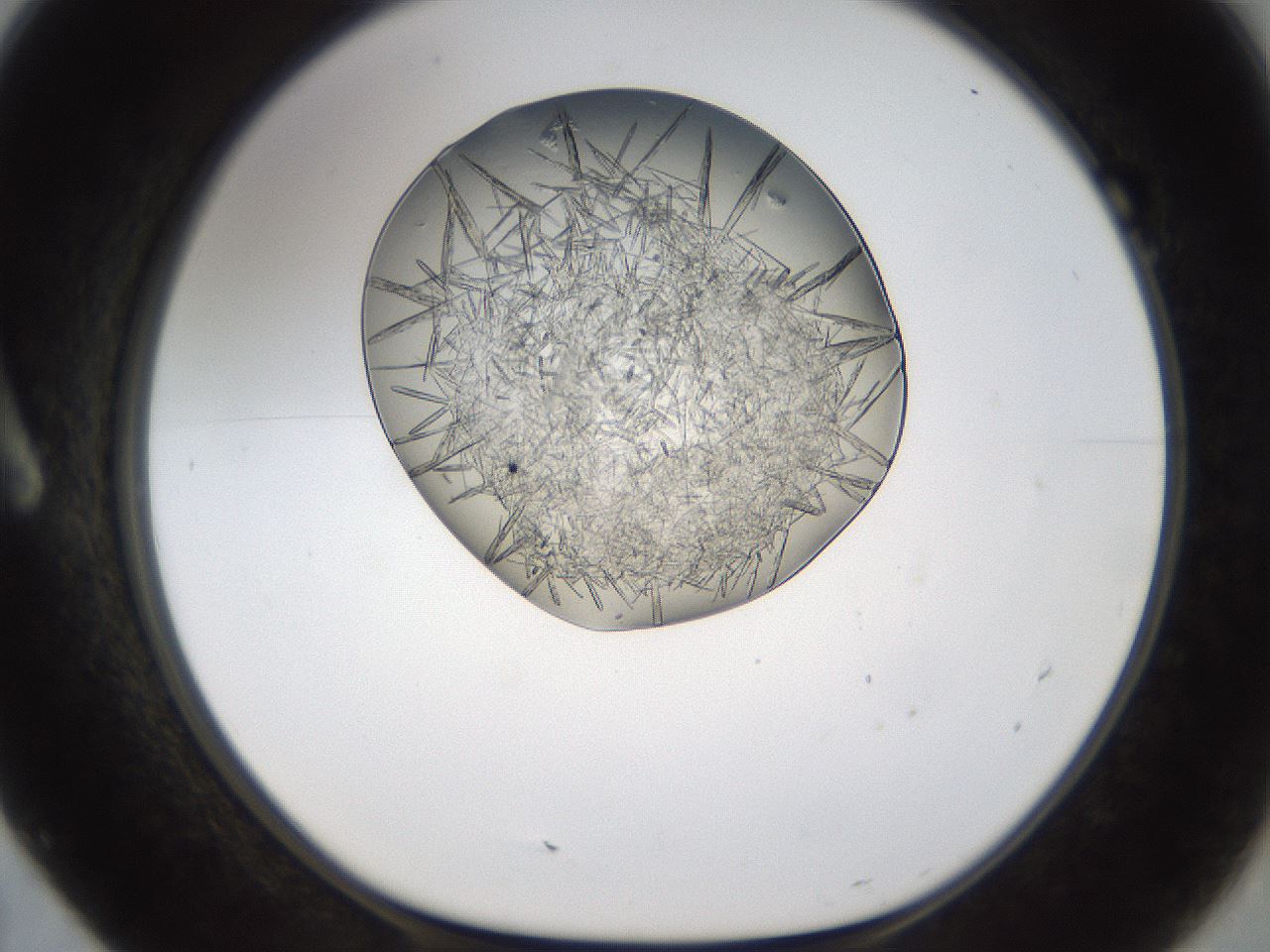folderID293_plateID1293_batchID4282_wellNum7_profileID1_d1_r77758_ef.jpg