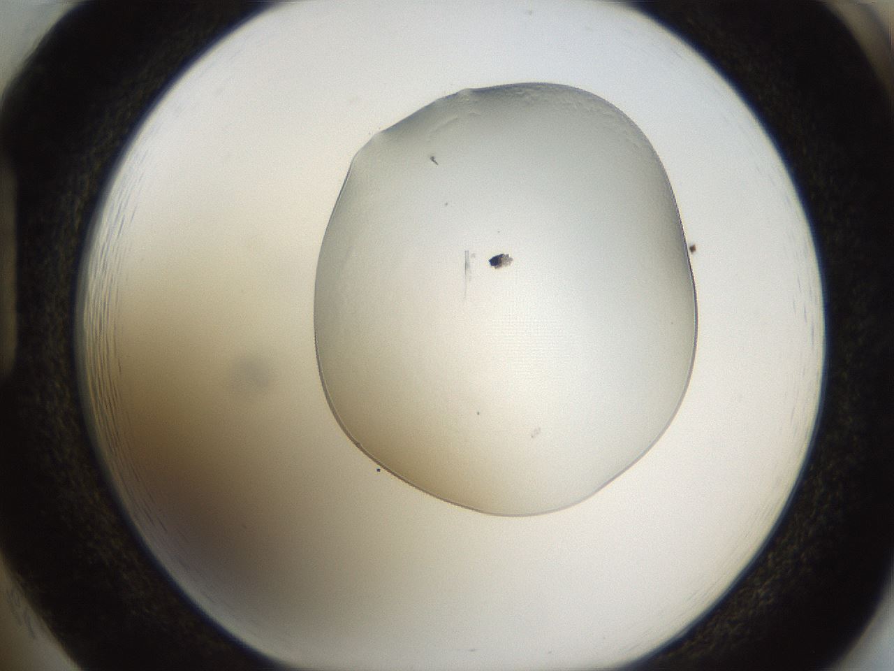 folderID293_plateID1293_batchID4282_wellNum85_profileID1_d1_r77808_ef.jpg