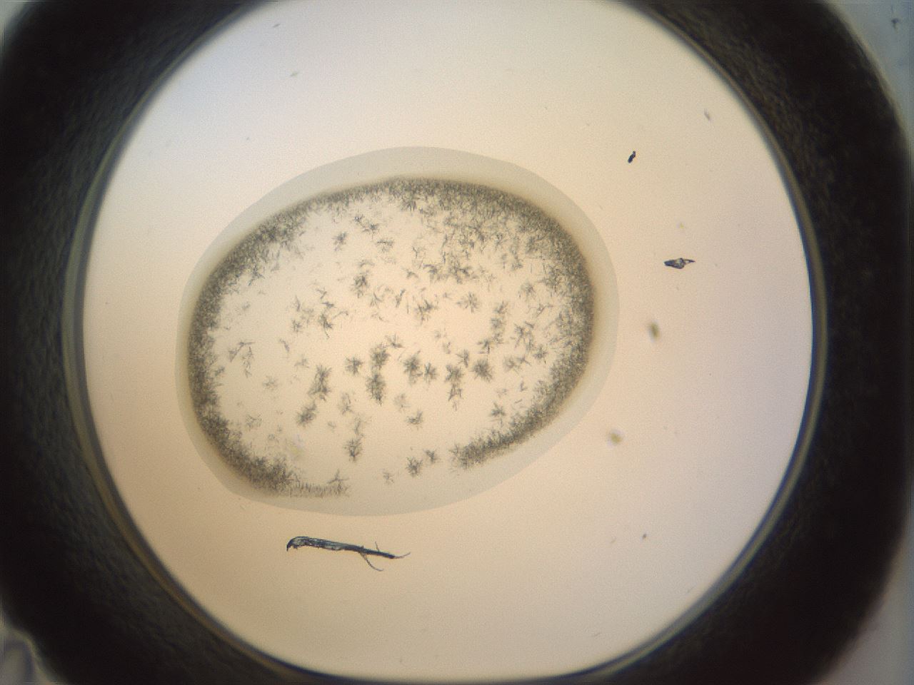 folderID15_plateID1015_batchID1886_wellNum35_profileID1_d1_r43014_ef.jpg
