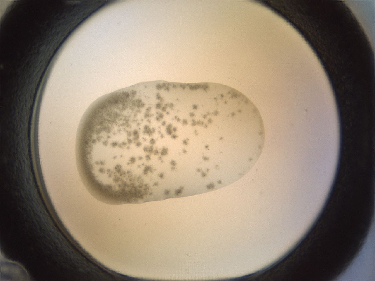 folderID15_plateID1015_batchID1886_wellNum36_profileID1_d1_r43015_ef.jpg