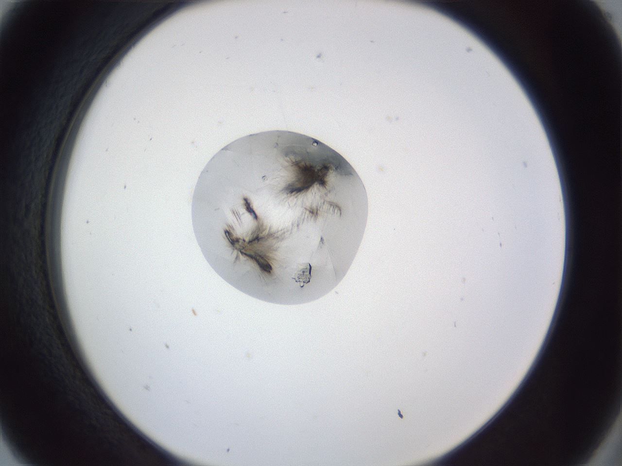 folderID162_plateID1162_batchID3203_wellNum5_profileID1_d2_r62056_ef.jpg