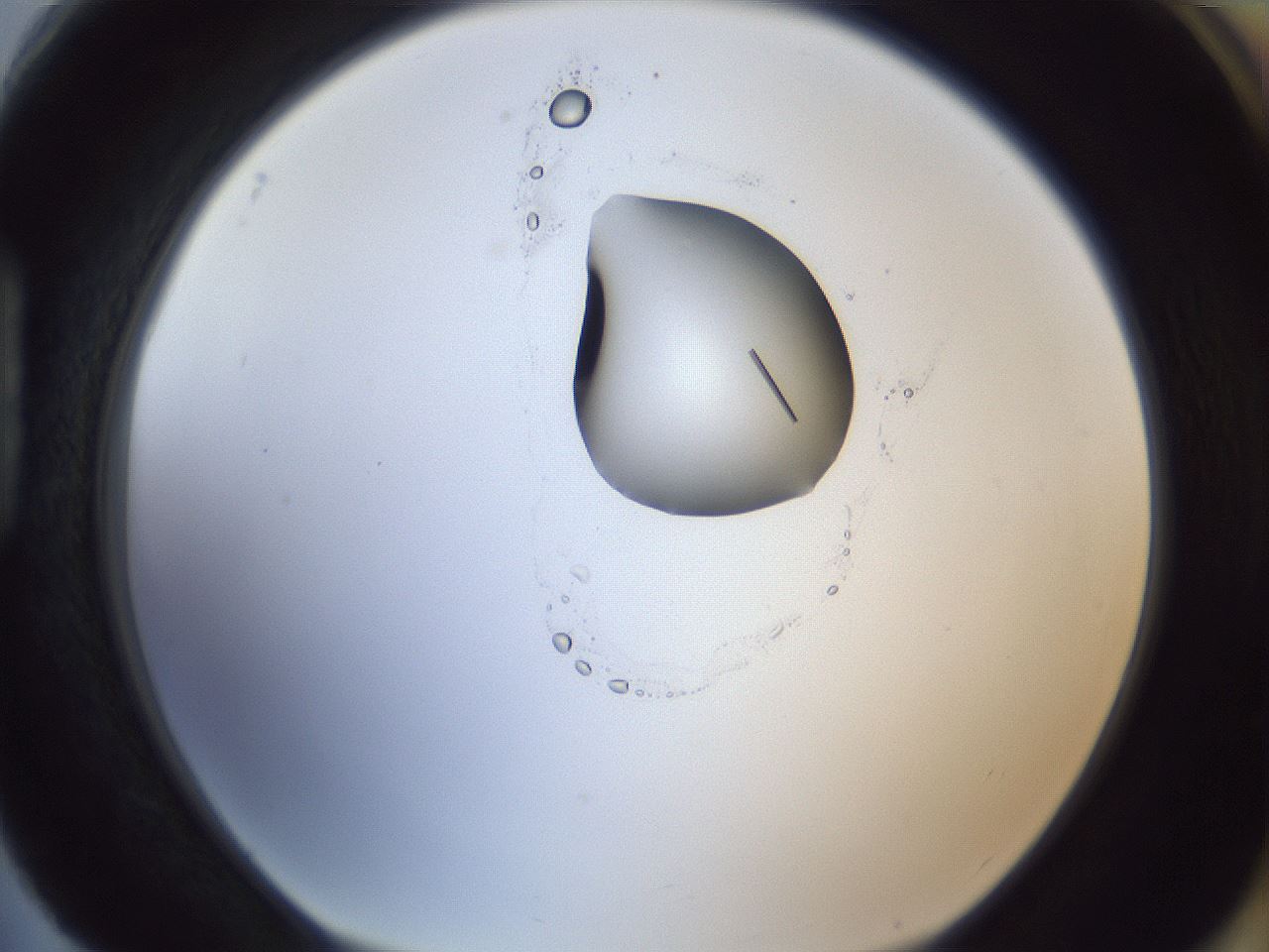 folderID162_plateID1162_batchID3203_wellNum88_profileID1_d1_r62221_ef.jpg