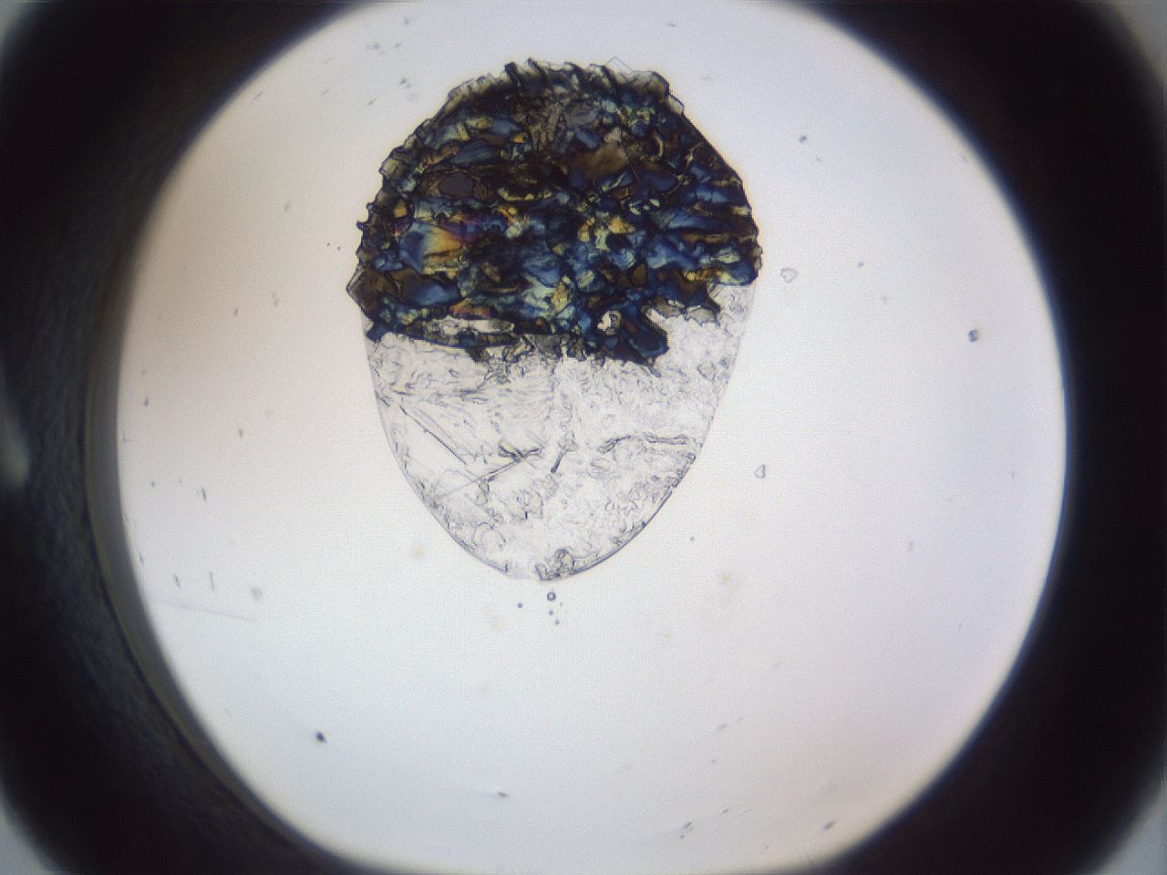 folderID162_plateID1162_batchID3203_wellNum8_profileID1_d1_r62061_ef.jpg