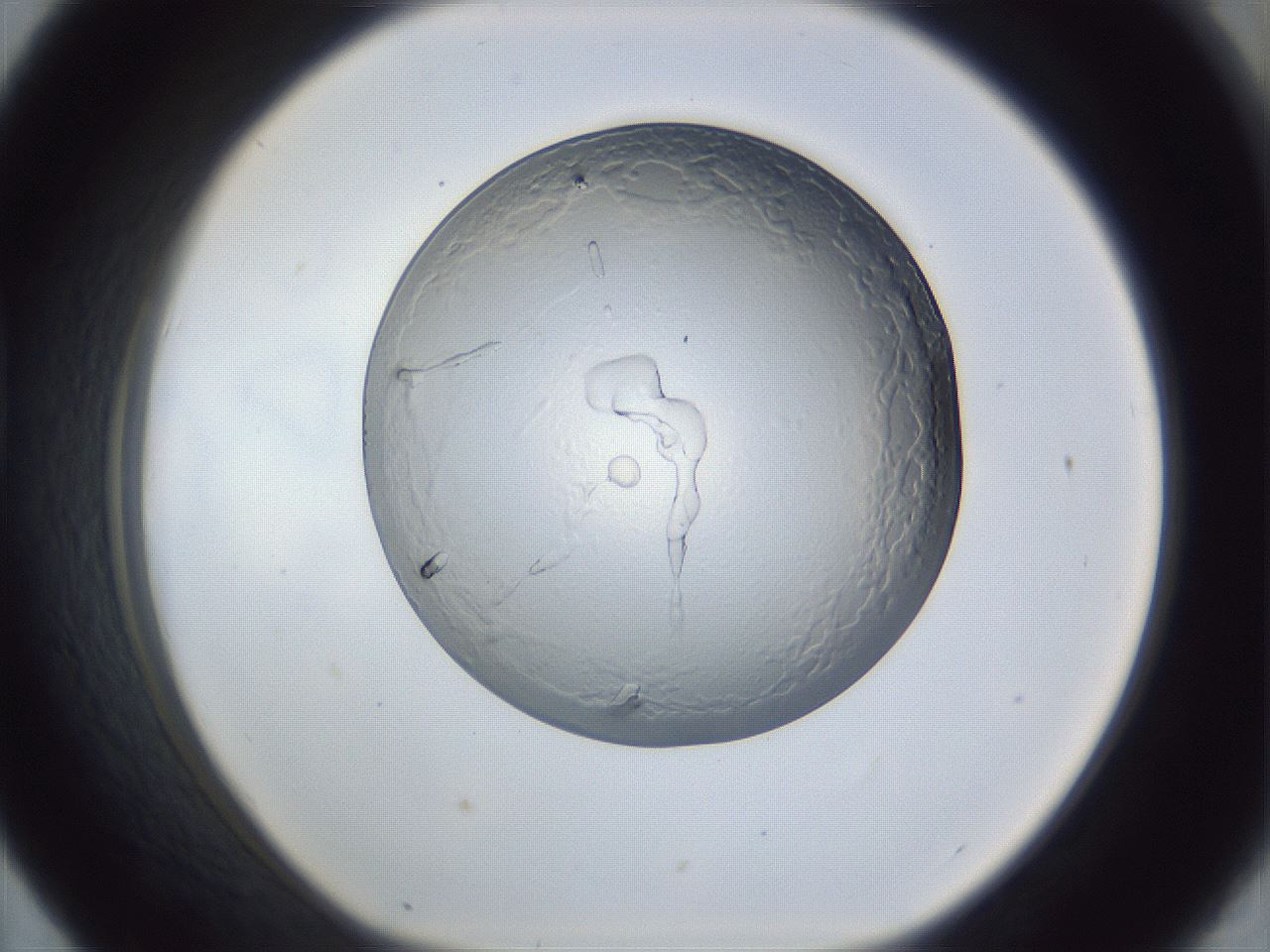 folderID165_plateID1165_batchID3067_wellNum43_profileID1_d1_r61171_ef.jpg