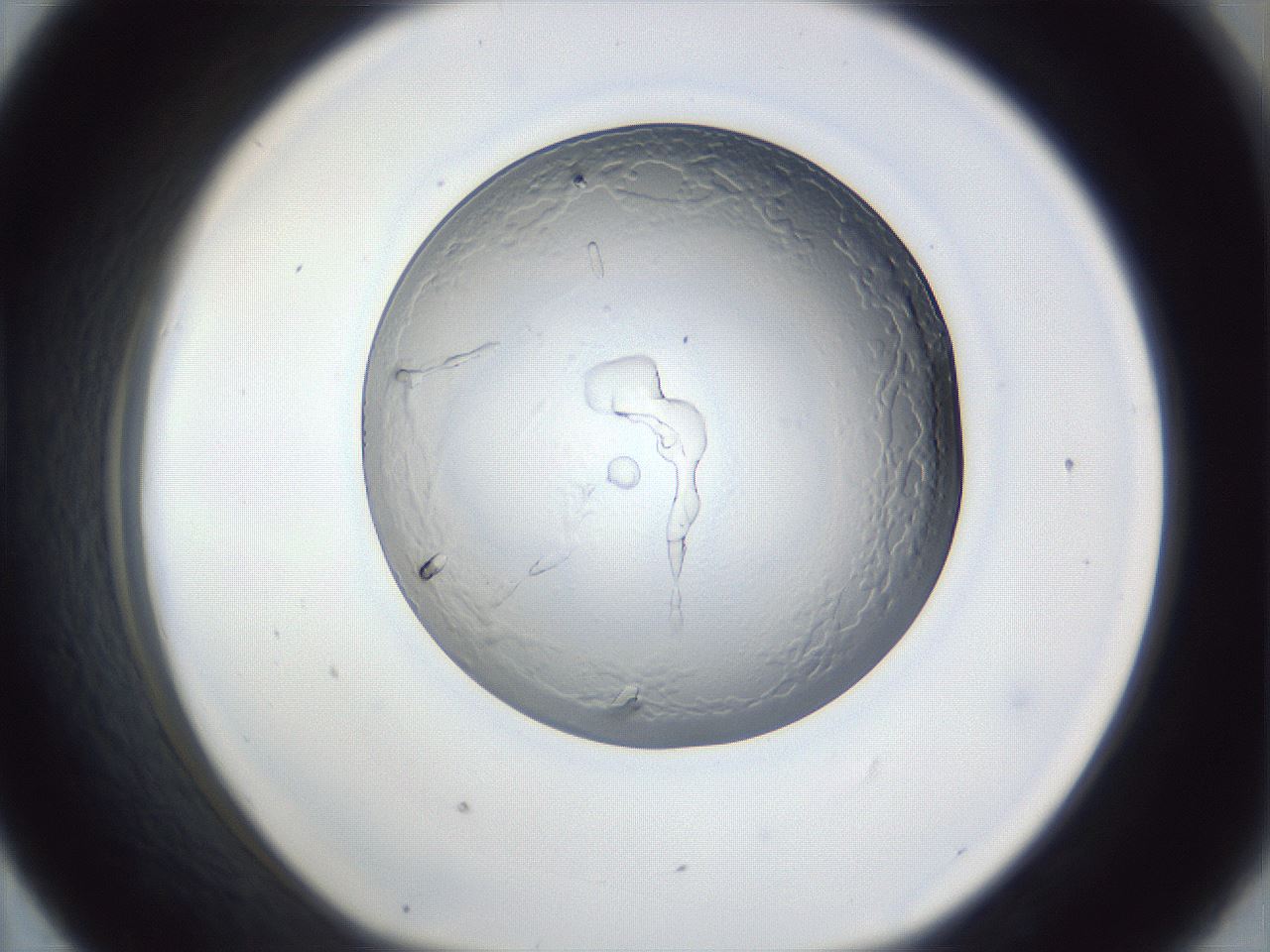 folderID165_plateID1165_batchID3120_wellNum43_profileID1_d1_r61171_ef.jpg