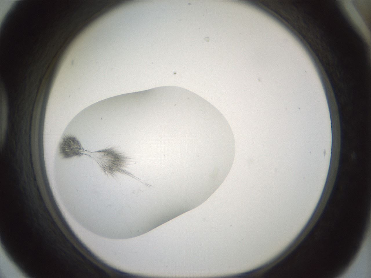 folderID318_plateID1318_batchID4363_wellNum42_profileID1_d1_r79105_ef.jpg