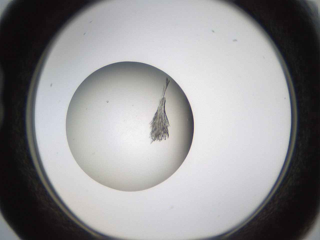 folderID319_plateID1319_batchID4362_wellNum17_profileID1_d1_r78984_ef.jpg