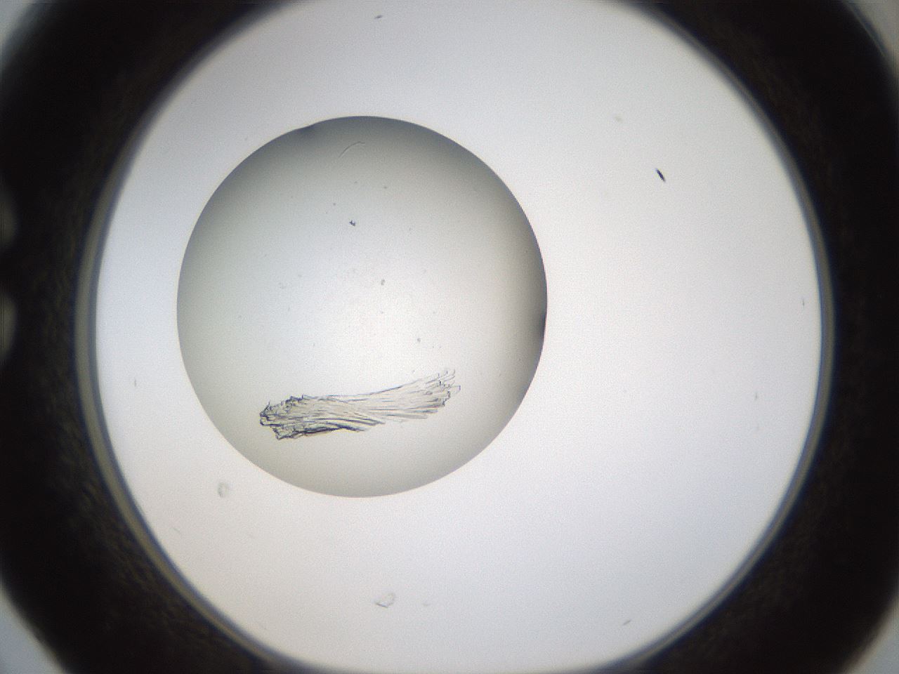 folderID319_plateID1319_batchID4362_wellNum30_profileID1_d1_r78997_ef.jpg