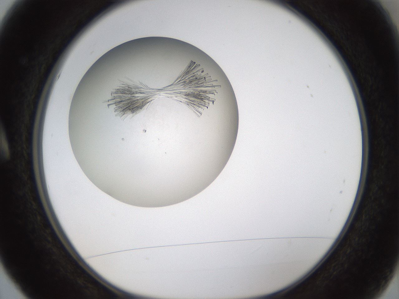 folderID319_plateID1319_batchID4362_wellNum5_profileID1_d1_r78972_ef.jpg