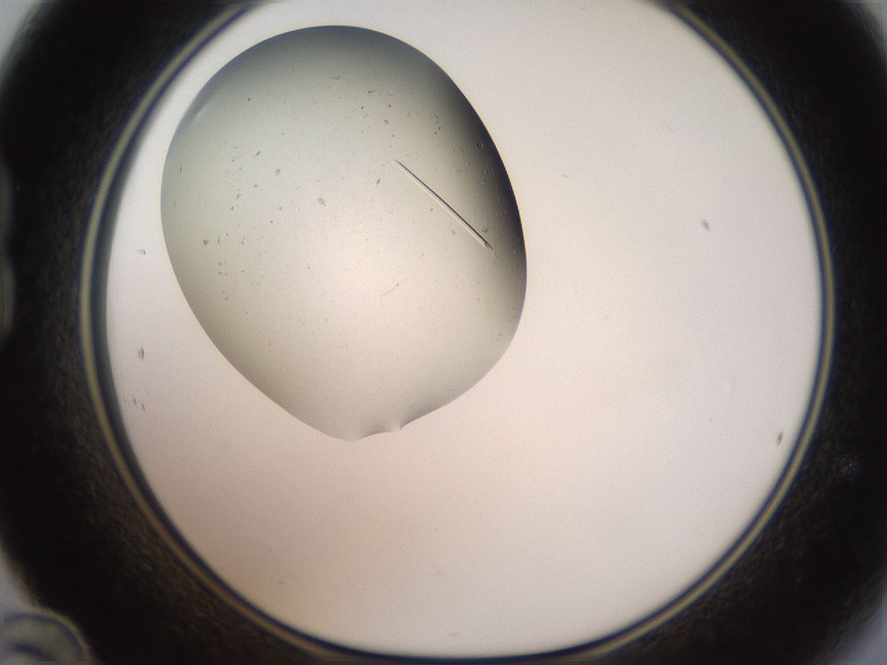 folderID320_plateID1320_batchID4375_wellNum24_profileID1_d1_r79183_ef.jpg
