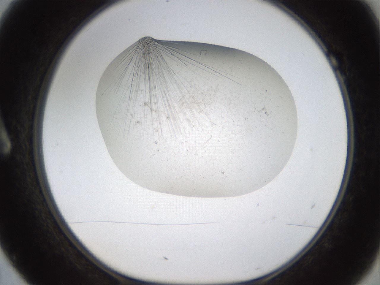 folderID320_plateID1320_batchID4375_wellNum7_profileID1_d1_r79166_ef.jpg