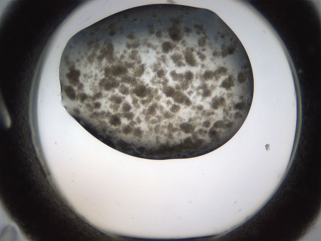 folderID321_plateID1321_batchID4377_wellNum11_profileID1_d1_r79266_ef.jpg