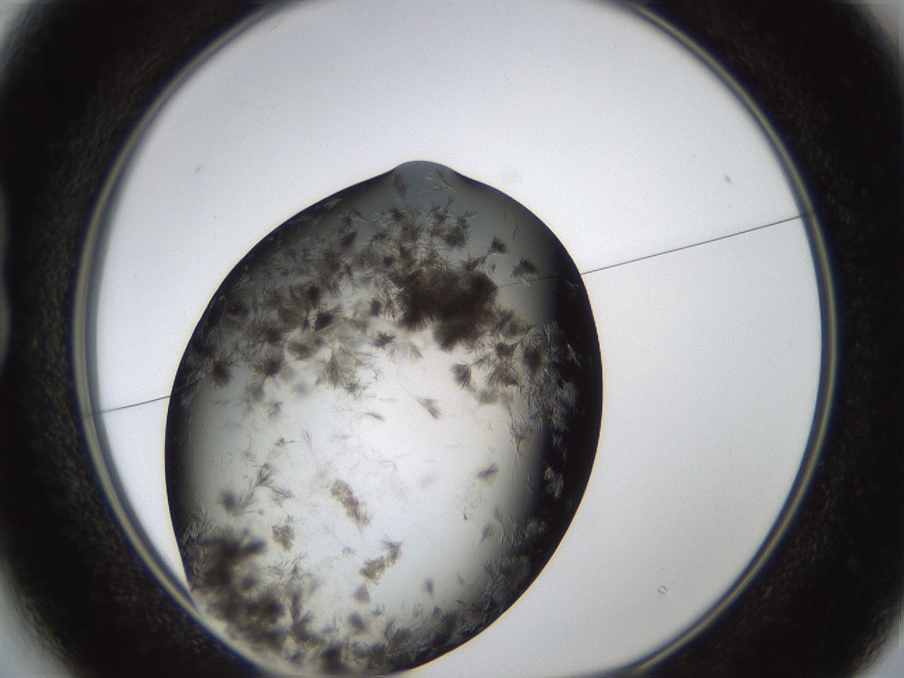 folderID321_plateID1321_batchID4377_wellNum13_profileID1_d1_r79268_ef.jpg