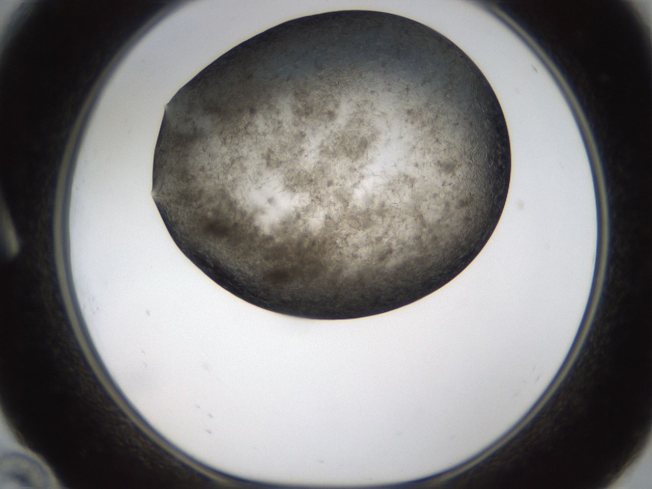 folderID322_plateID1322_batchID4378_wellNum10_profileID1_d1_r79361_ef.jpg