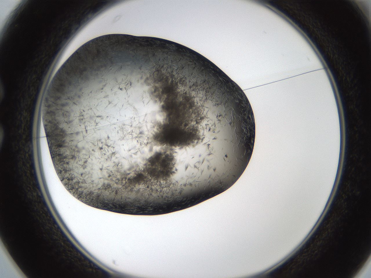 folderID321_plateID1321_batchID4377_wellNum25_profileID1_d1_r79280_ef.jpg