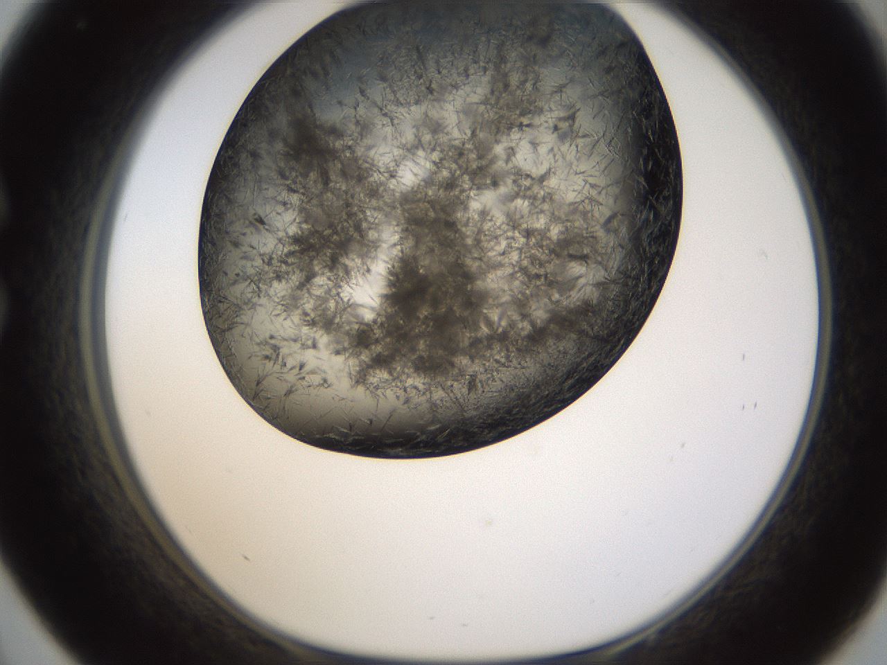 folderID321_plateID1321_batchID4377_wellNum33_profileID1_d1_r79288_ef.jpg