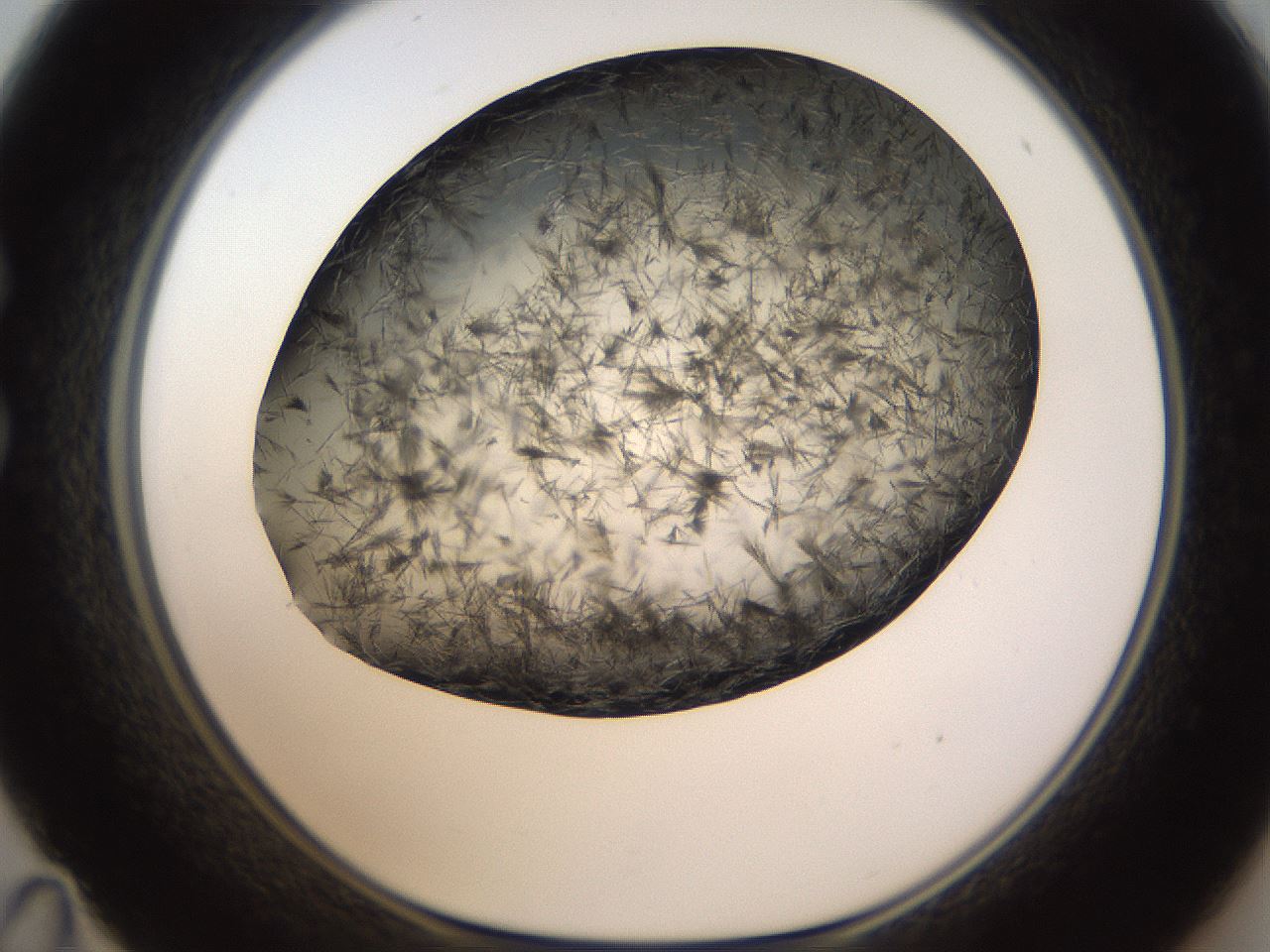 folderID321_plateID1321_batchID4377_wellNum35_profileID1_d1_r79290_ef.jpg