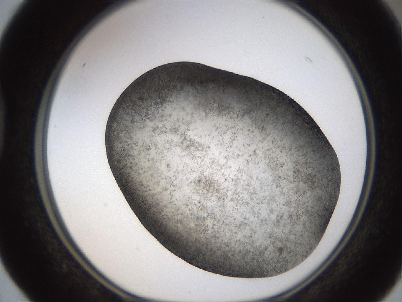 folderID321_plateID1321_batchID4377_wellNum40_profileID1_d1_r79295_ef.jpg