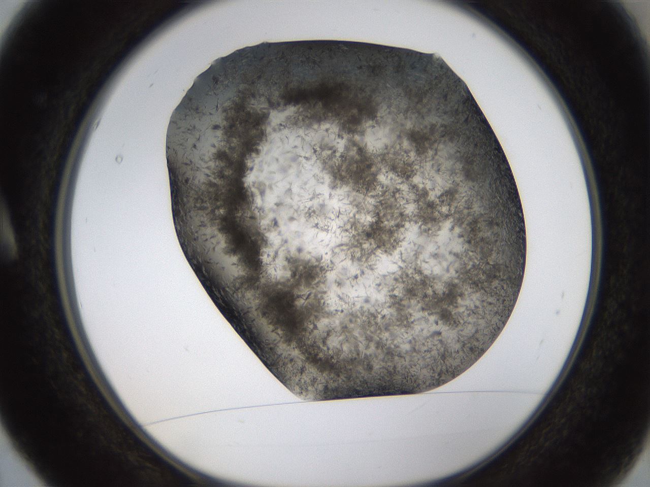 folderID321_plateID1321_batchID4377_wellNum5_profileID1_d1_r79260_ef.jpg
