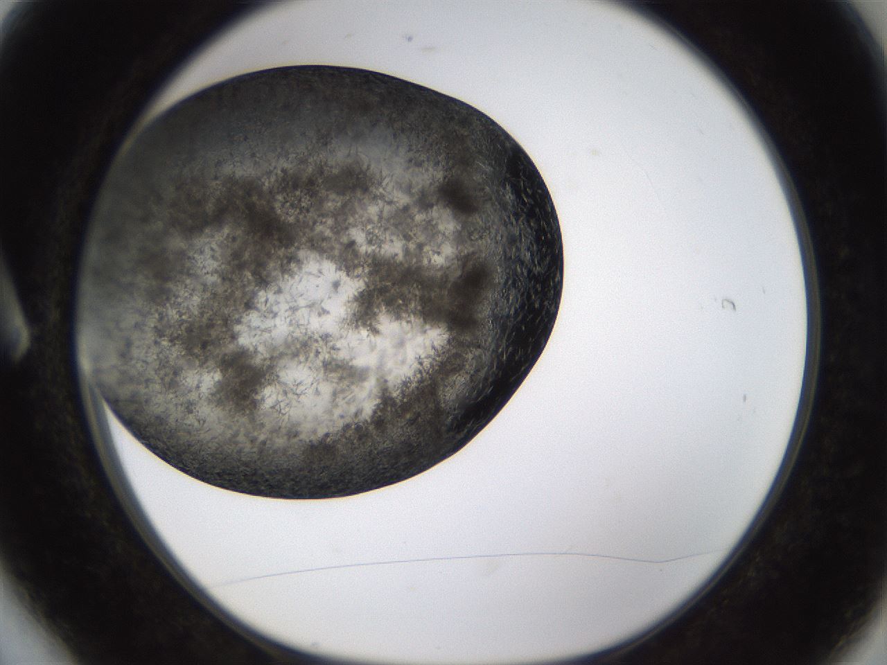folderID321_plateID1321_batchID4377_wellNum6_profileID1_d1_r79261_ef.jpg