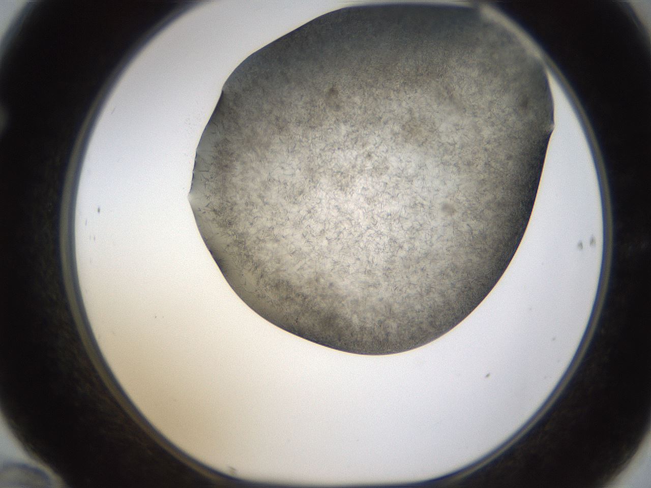 folderID321_plateID1321_batchID4377_wellNum70_profileID1_d1_r79325_ef.jpg