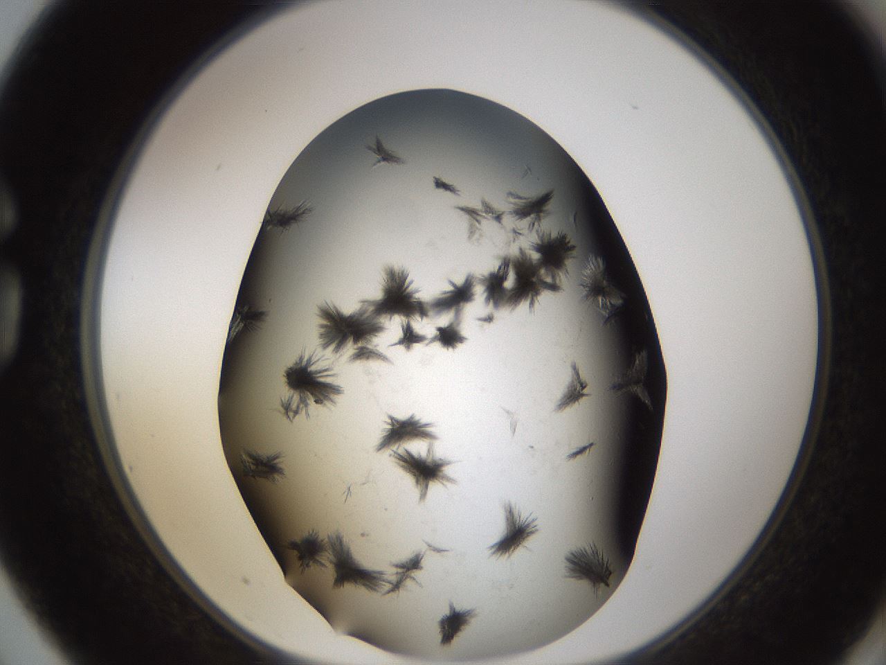 folderID321_plateID1321_batchID4377_wellNum75_profileID1_d1_r79330_ef.jpg