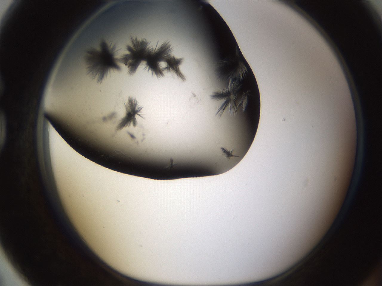 folderID321_plateID1321_batchID4377_wellNum79_profileID1_d1_r79334_ef.jpg