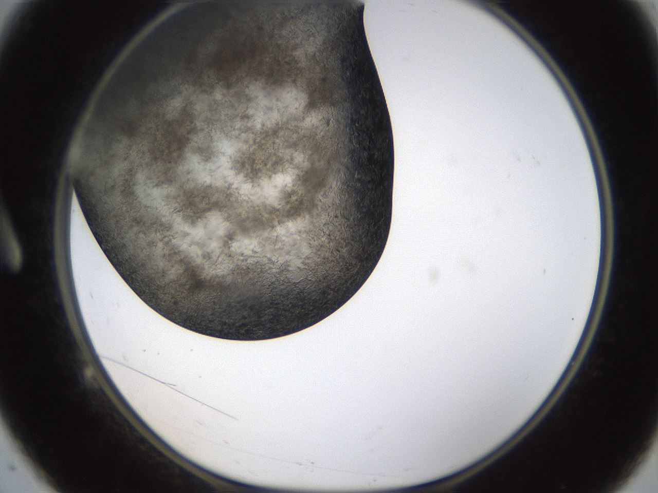 folderID321_plateID1321_batchID4377_wellNum9_profileID1_d1_r79264_ef.jpg