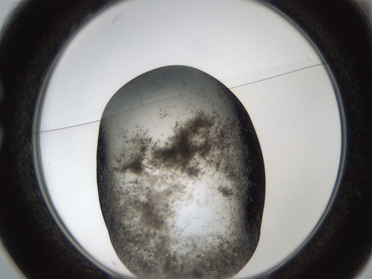 folderID322_plateID1322_batchID4378_wellNum25_profileID1_d1_r79376_ef.jpg