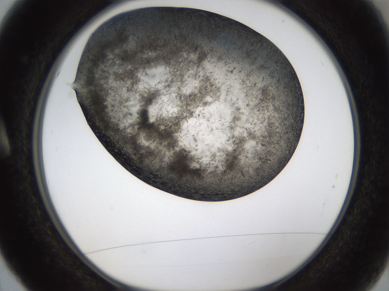 folderID322_plateID1322_batchID4378_wellNum5_profileID1_d1_r79356_ef.jpg