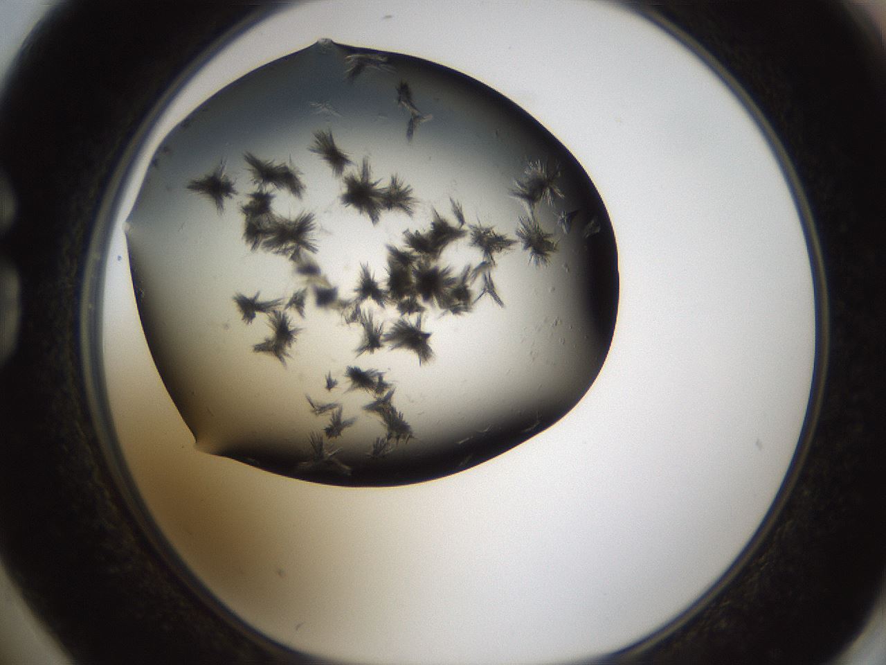 folderID322_plateID1322_batchID4378_wellNum74_profileID1_d1_r79425_ef.jpg
