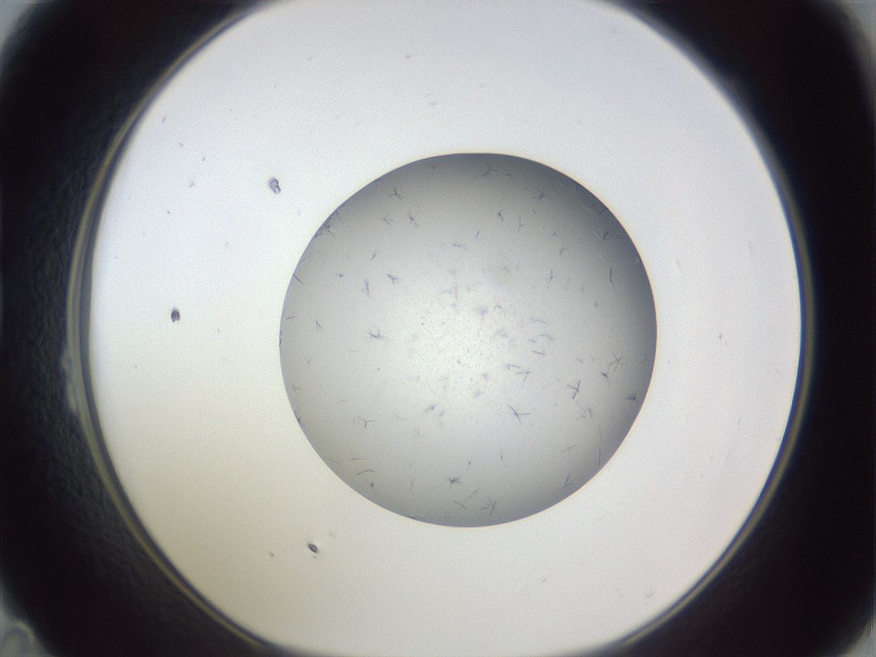 folderID326_plateID1326_batchID4444_wellNum23_profileID1_d1_r79710_ef.jpg