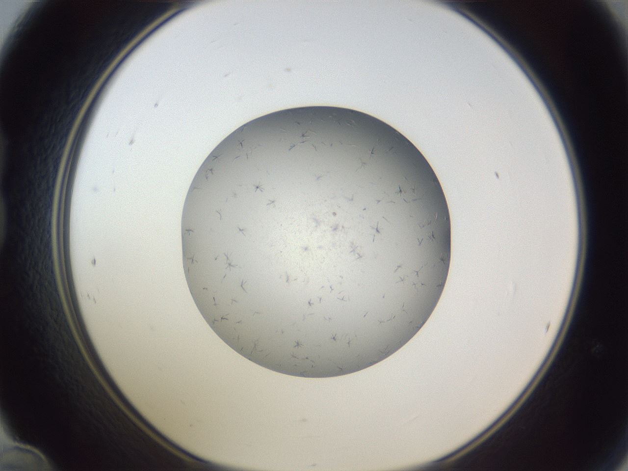 folderID326_plateID1326_batchID4444_wellNum24_profileID1_d1_r79711_ef.jpg