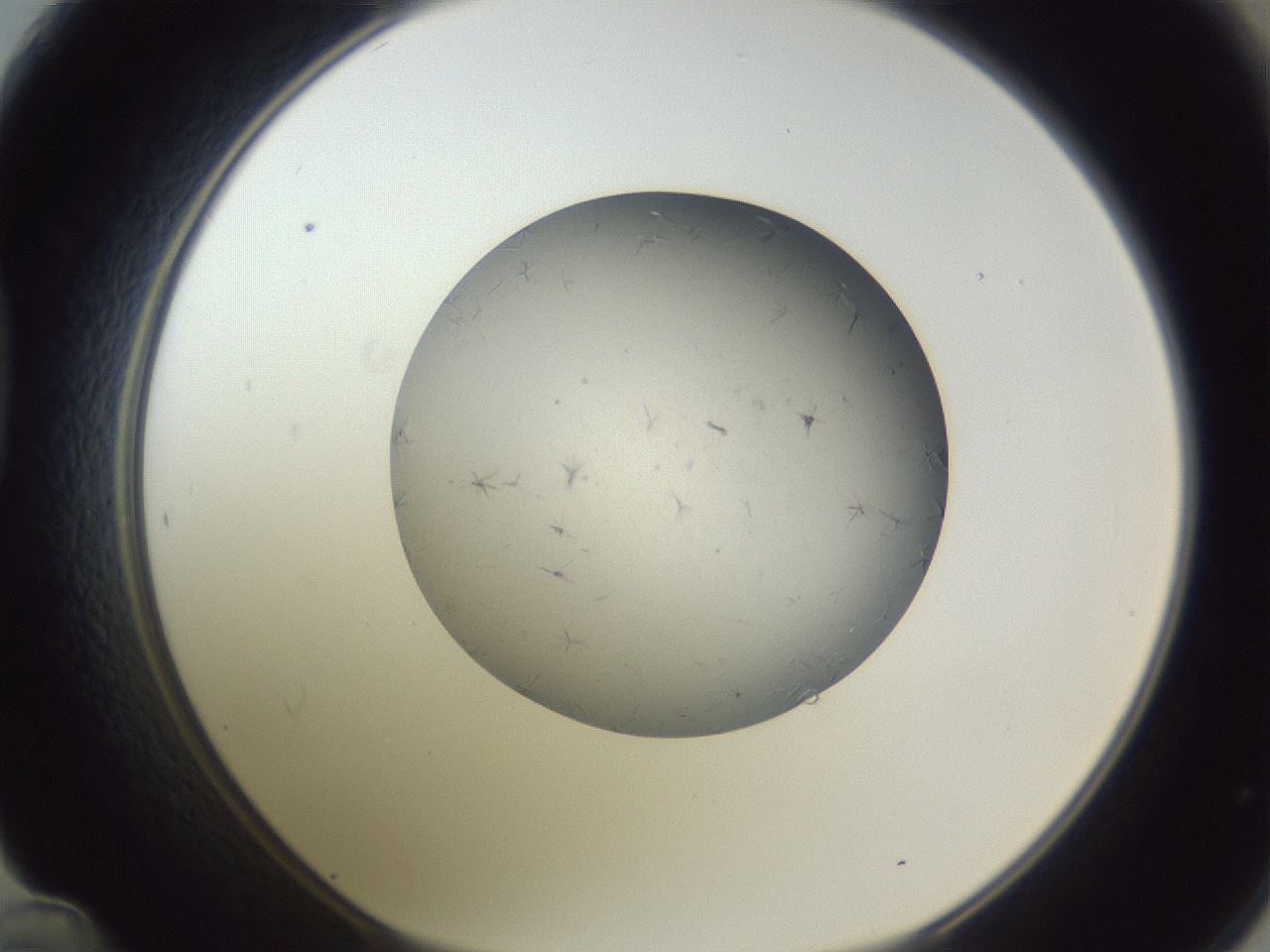 folderID326_plateID1326_batchID4444_wellNum48_profileID1_d1_r79735_ef.jpg