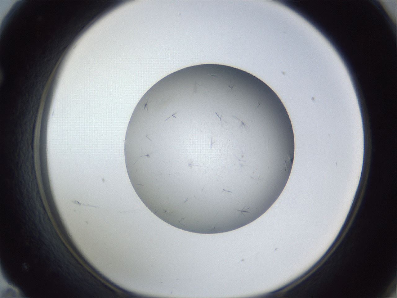 folderID326_plateID1326_batchID4444_wellNum71_profileID1_d1_r79758_ef.jpg