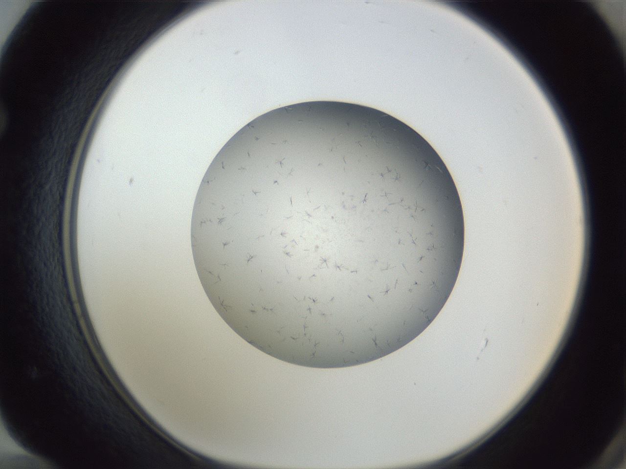 folderID326_plateID1326_batchID4444_wellNum72_profileID1_d1_r79759_ef.jpg