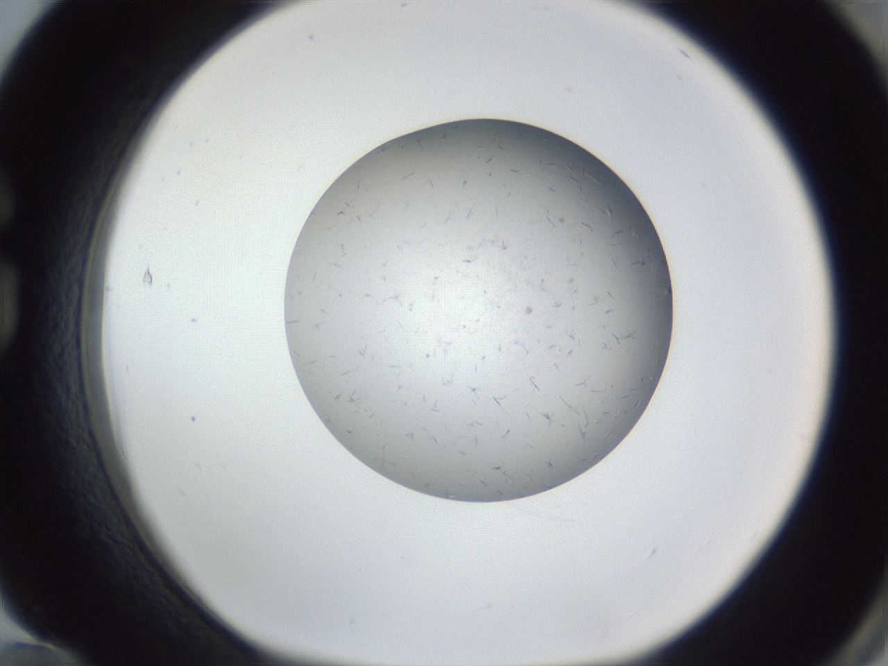 folderID326_plateID1326_batchID4444_wellNum84_profileID1_d1_r79771_ef.jpg