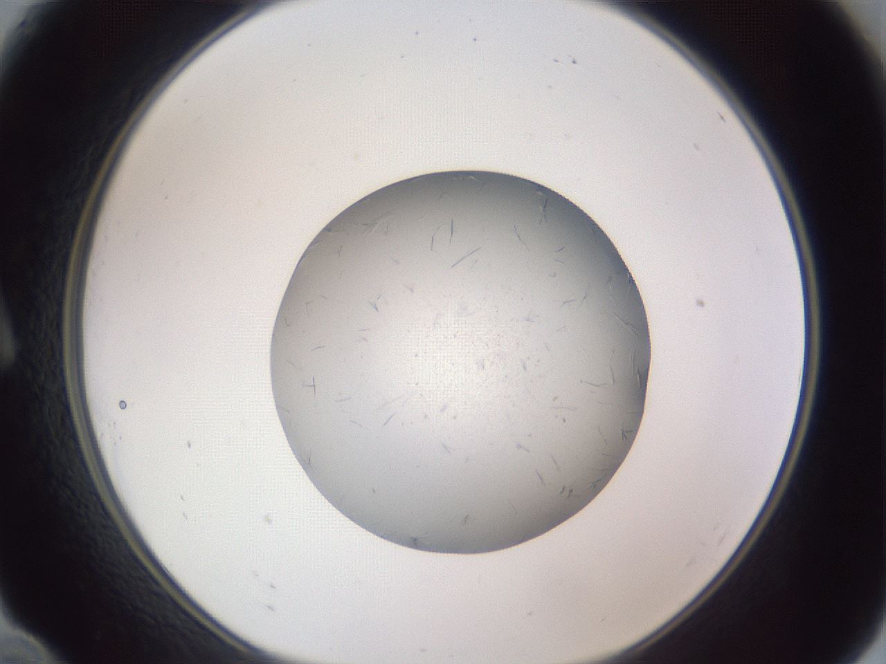 folderID326_plateID1326_batchID4493_wellNum10_profileID1_d1_r79697_ef.jpg