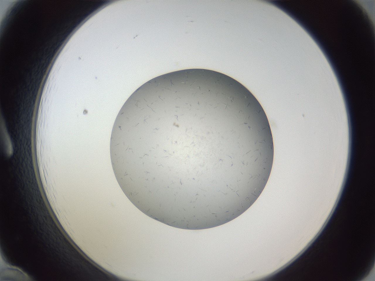 folderID326_plateID1326_batchID4493_wellNum12_profileID1_d1_r79699_ef.jpg