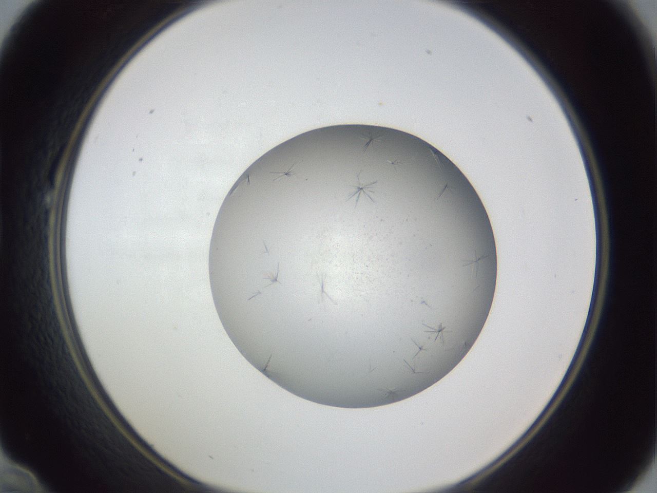 folderID326_plateID1326_batchID4493_wellNum22_profileID1_d1_r79709_ef.jpg