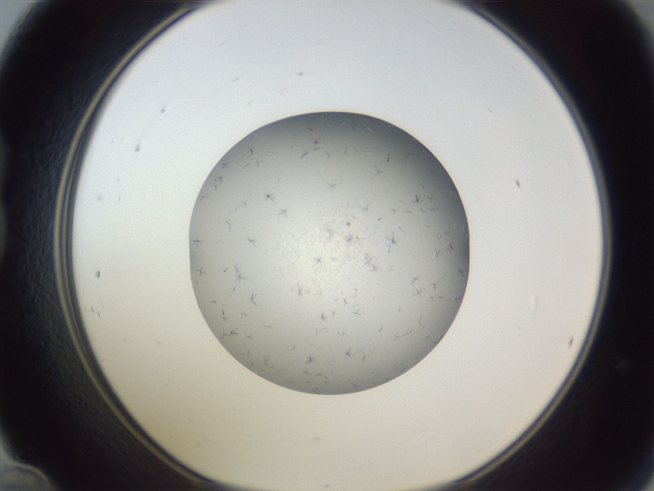 folderID326_plateID1326_batchID4493_wellNum24_profileID1_d1_r79711_ef.jpg