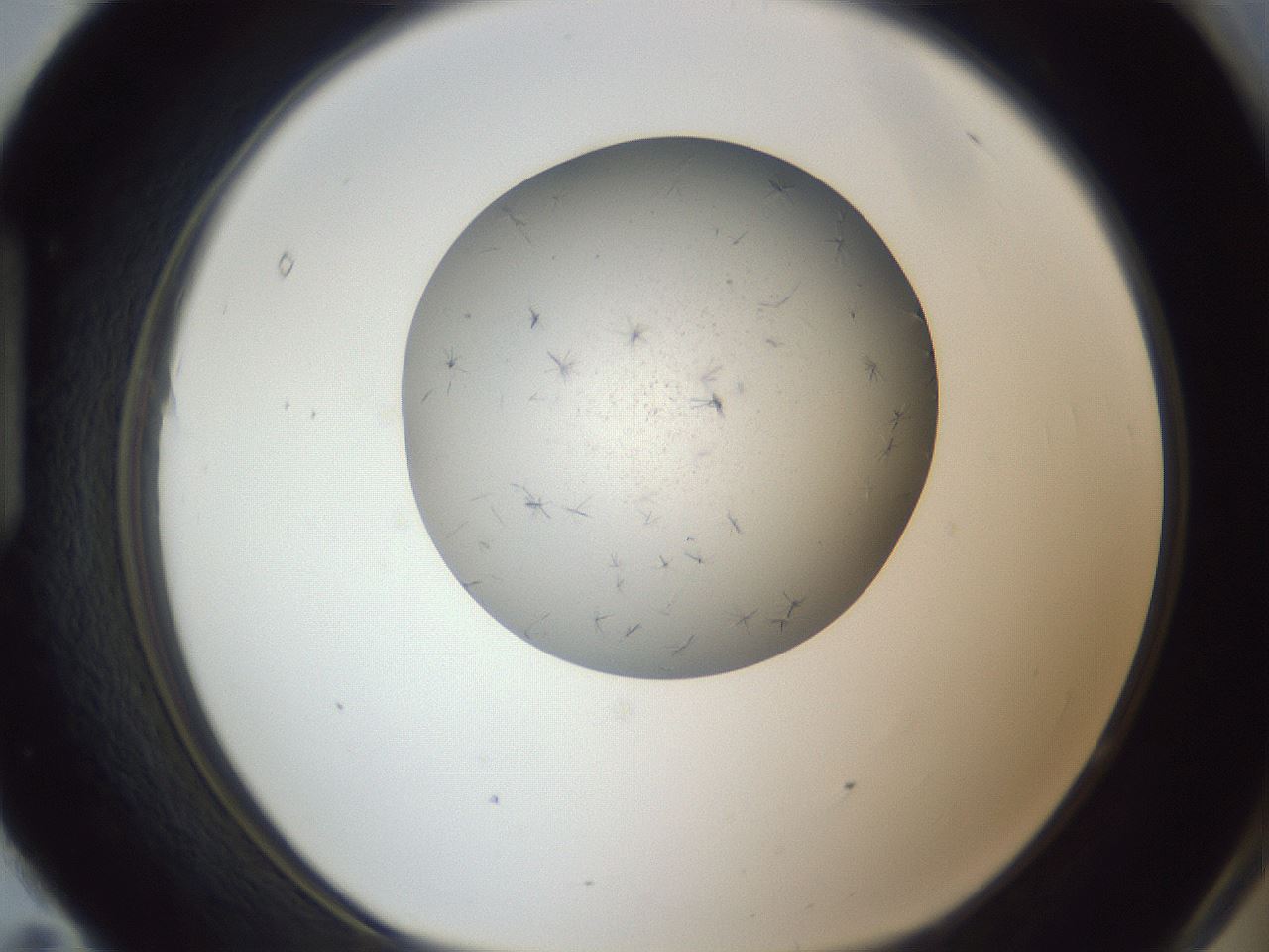 folderID326_plateID1326_batchID4444_wellNum95_profileID1_d1_r79782_ef.jpg
