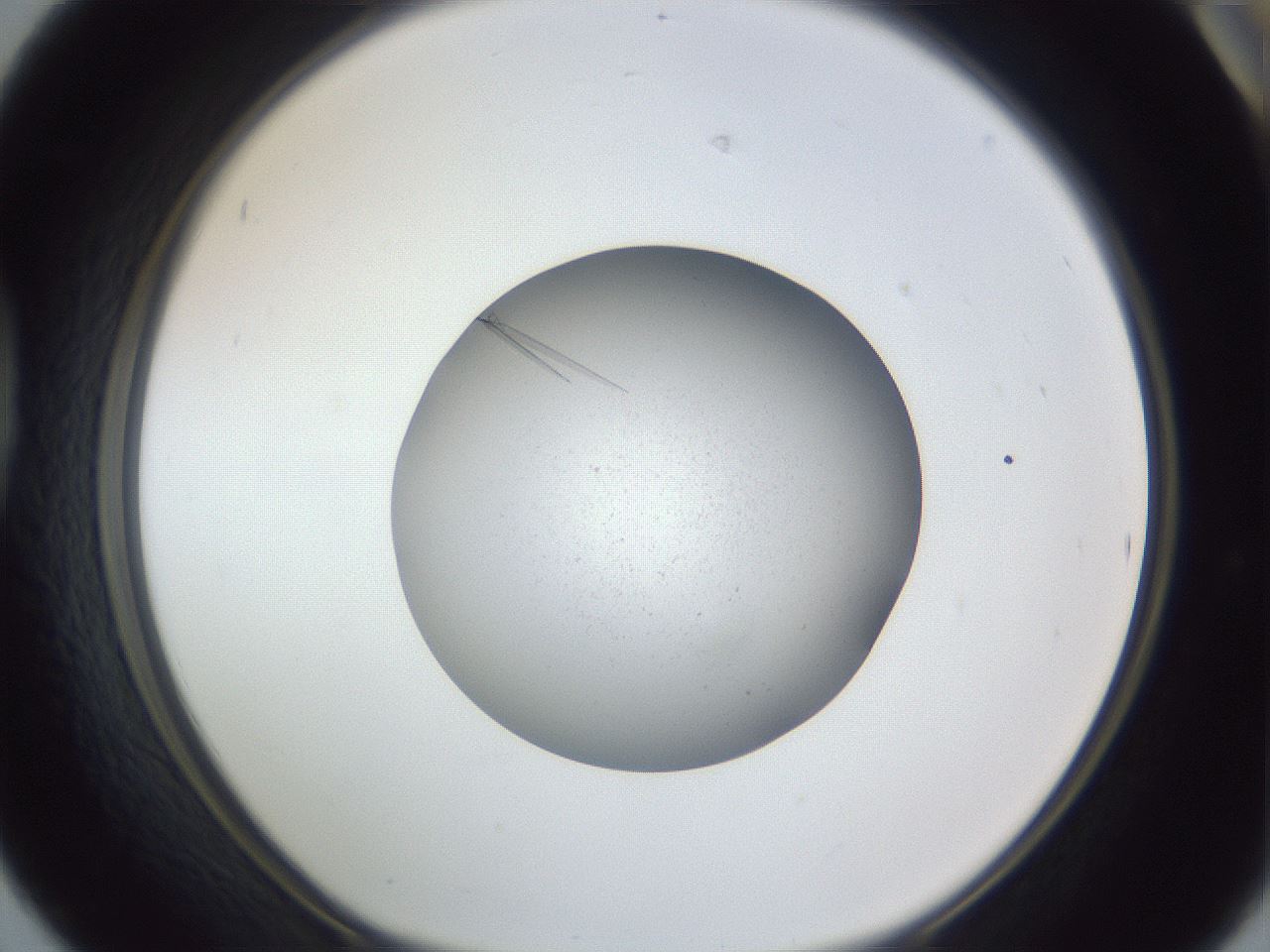 folderID326_plateID1326_batchID4493_wellNum42_profileID1_d1_r79729_ef.jpg
