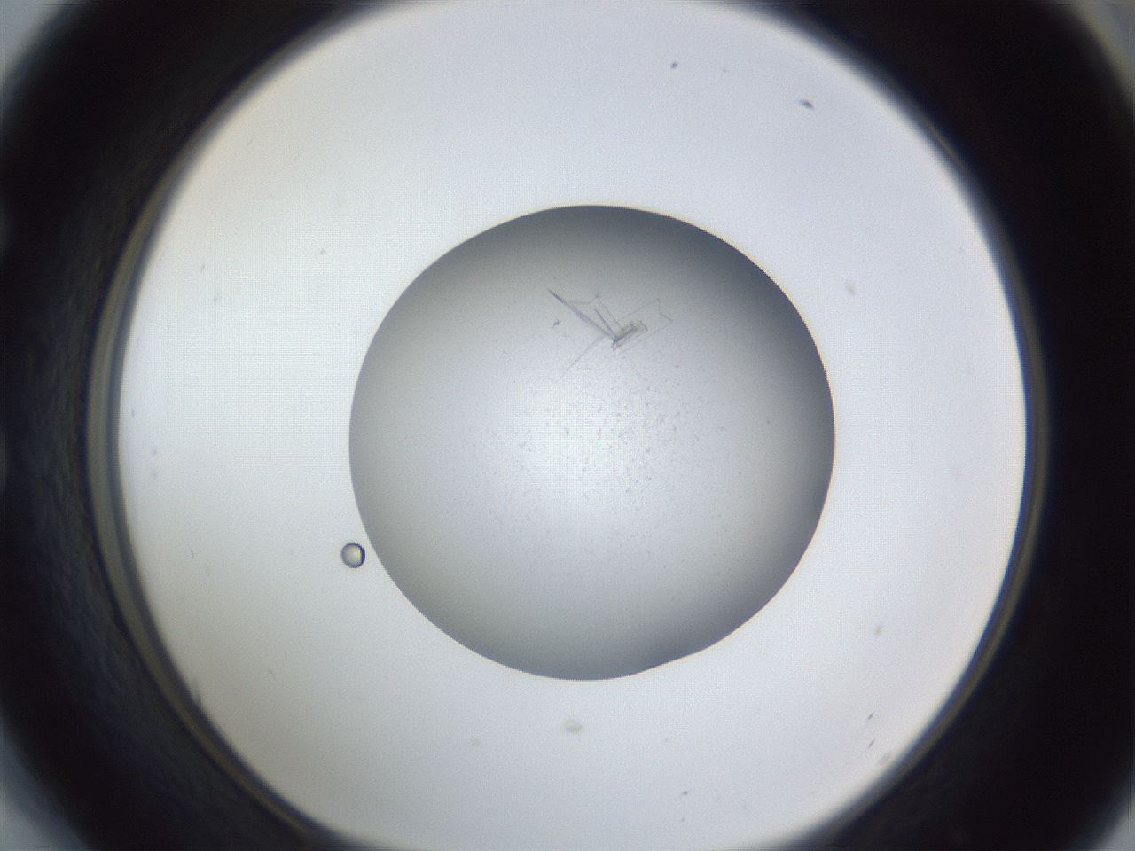 folderID326_plateID1326_batchID4493_wellNum54_profileID1_d1_r79741_ef.jpg