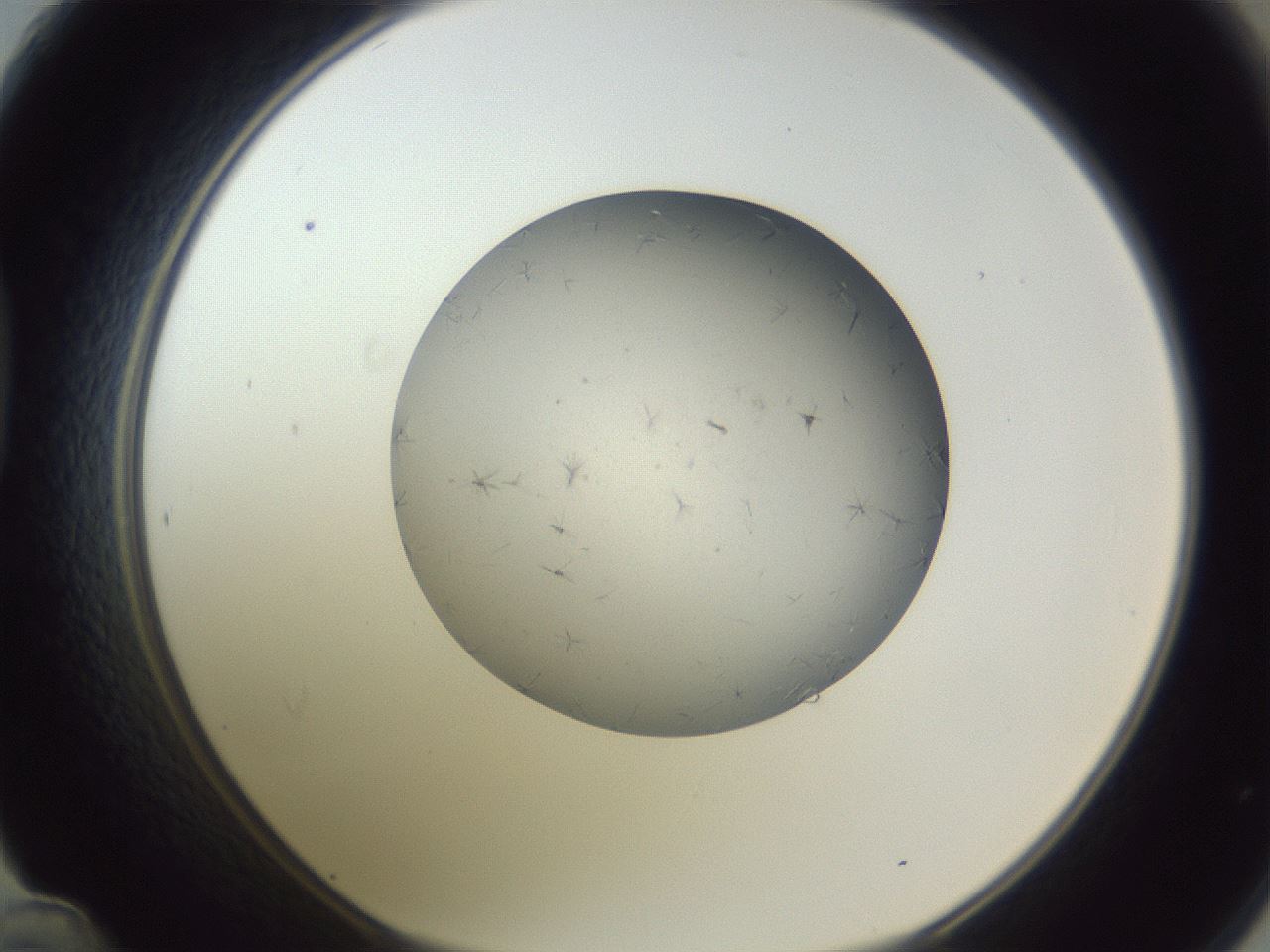 folderID326_plateID1326_batchID4493_wellNum48_profileID1_d1_r79735_ef.jpg