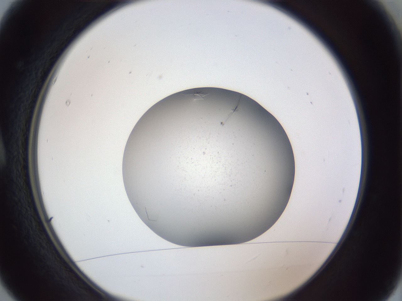 folderID326_plateID1326_batchID4493_wellNum5_profileID1_d1_r79692_ef.jpg
