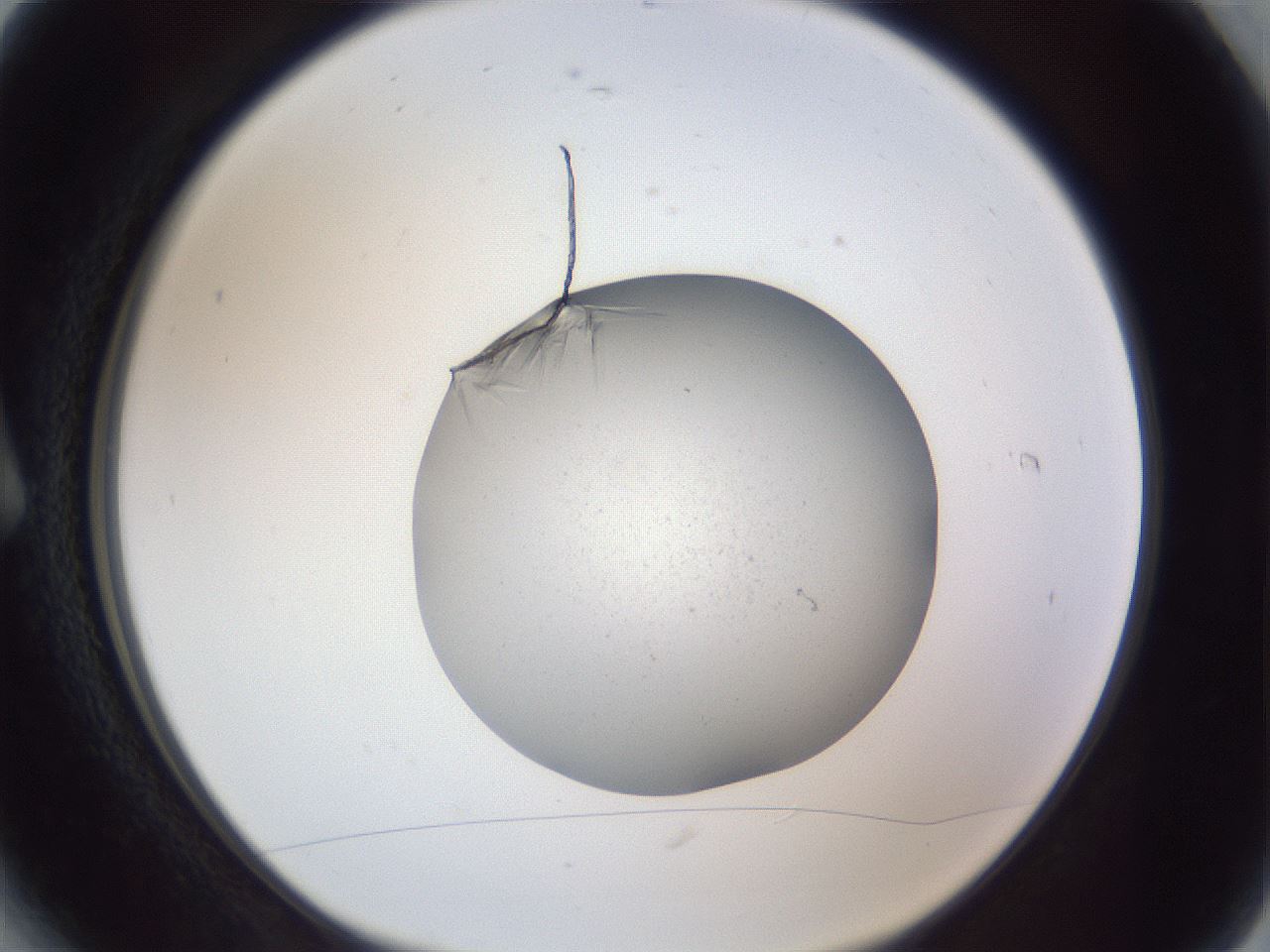 folderID326_plateID1326_batchID4493_wellNum6_profileID1_d1_r79693_ef.jpg